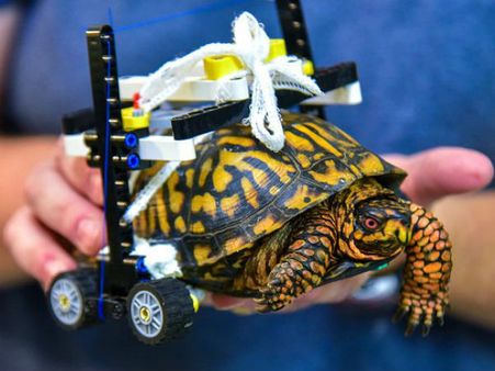 அமெரிக்கா அமெரிக்காதான்.. அது ஆமையா இருந்தாலும் சரி.. ஆசாமியா இருந்தாலும் சரி!