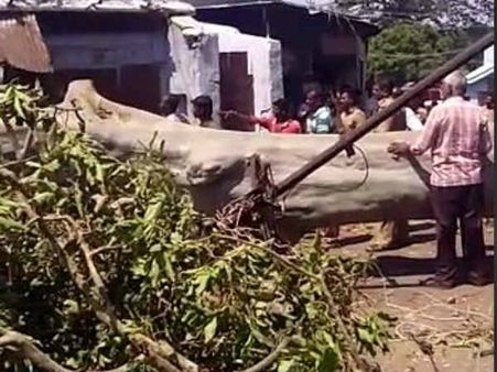 50 ஆண்டு பழமையான மருதமரம்.. அடியோடு விழுந்தது.. பாபநாசம் கோவில் பக்தர்கள் பீதி!