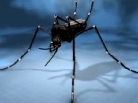 நெருங்கும் மழைக்காலம்... உயிருக்கு உலை வைக்கும் ஏடீஸ் கொசுக்கள்!!