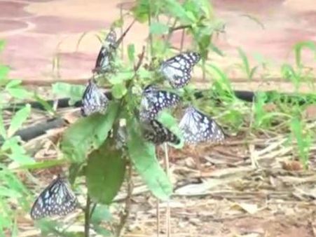 வண்ண வண்ண வண்ணத்துப்பூச்சி பூங்கா.. வண்டலூரில் மீண்டும் திறப்பு