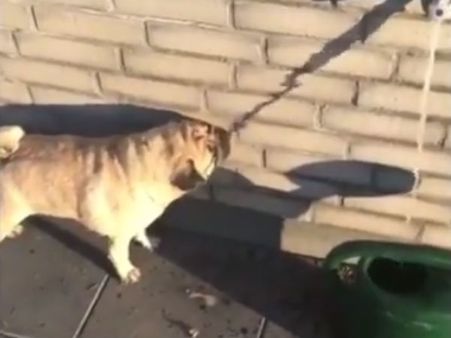 டேய் பக் குட்டிப் பையா.. தண்ணி இங்க விழுதுடா இதை குடிடா!