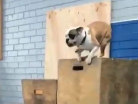 “ஹா... ஹா... ஹா..” மனிதர்களைப் போலவே வாய் விட்டுச் சிரிக்கும் நாய்.. வைரலாகும் வீடியோ!