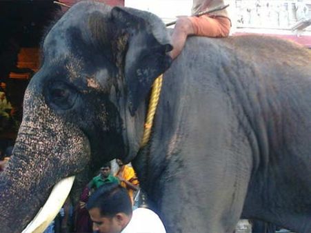 தமிழகத்தில் ரகசியமாக நடக்கும் கஜ பூஜை - அரசாளவா? ஆட்சியை கவிழ்க்கவா? 