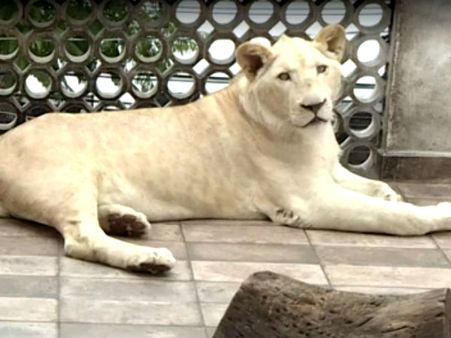 தாத்தா தாத்தா சிங்கத்தை காட்டில் கொண்டு போய் விடுங்க தாத்தா.. மெக்சிகாவில் ஒரு கர்ஜனை கலாட்டா!