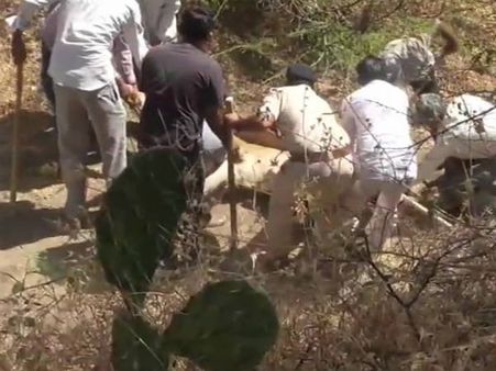 மர்மமாக செத்து மடியும் காட்டு ராஜா.. 20 நாளில் 21 சிங்கங்கள் மரணம்.. கிர் காடுகளில் என்ன நடக்கிறது!