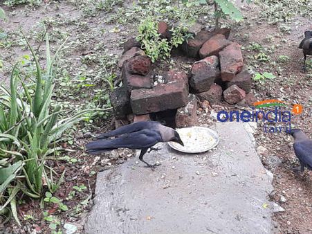 காகங்கள் வடிவில் வீட்டிற்கு வரும் முன்னோர்கள் - அமாவாசையில் சாதம் கொடுங்க