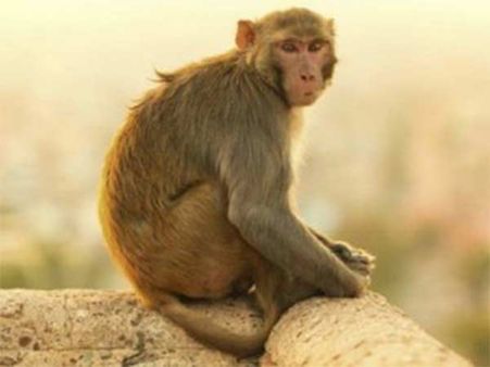 72 வயது தாத்தாவின் மரணம்.. காரணம் சில குரங்குகள்.. வழக்கு போட கோரும் குடும்பத்தினர்!