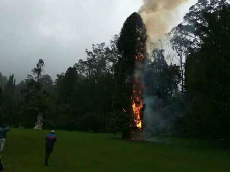ஊட்டியில் பயங்கர மழை.. இடி தாக்கி 100-வருட பழமையான மரம் எரிந்து கருகியது