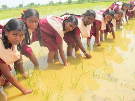 சேற்றில் இறங்கி நாற்று நட்டு.. அசத்திய பள்ளி மாணவர்கள்!