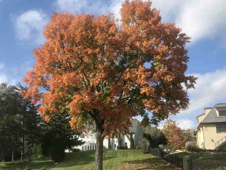 ஒரு மாலை இளவெயில் நேரம்.. சிகாகோவில் ஒரு அழகிய காலம்!