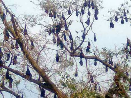 இதெல்லாம் கஜாவுக்கு தெரியுமா.. மாயமான உயிர்.. திரும்பி வந்த செல்லங்கள்.. சந்தோஷத்தில் நெடுவாசல்