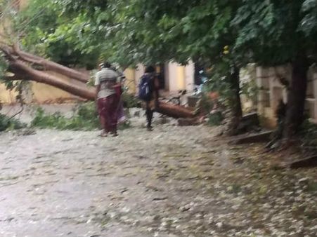 மரங்கள், மின் கம்பங்களை முறித்து போட்ட கஜா.. திருச்சியில் பெரும் சேதம்.. களத்தில் இறங்கிய கலெக்டர்