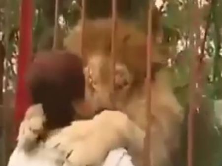 ஓடி வந்த பெண்.. தாவி வந்து உதட்டில் முத்தம் தந்த காட்டு ராஜா.. வீடியோ