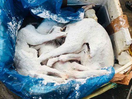 நாய் ஆடு ஆனது எப்படி.. ஏன் அவசரமாக புதைத்தீர்கள்.. நீதிபதிகள் சரமாரி கேள்வி