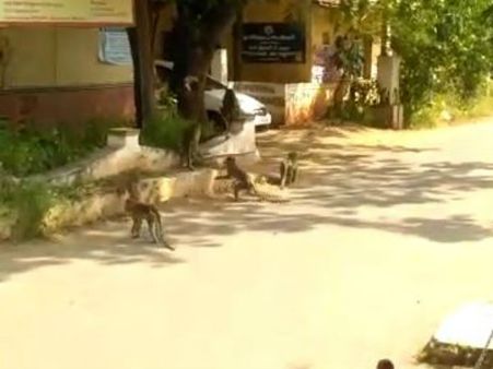 கோவை கலெக்டர் ஆபிஸில் வானரக் கூட்டம்... சுத்தி பாக்க வந்துச்சோ!