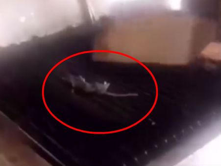 பிரபல ஹோட்டலின் தந்தூரி அடுப்பில் எலிக்கறி சமைத்த ஊழியர்.. வைரலான வீடியோ.. இழுத்து மூடப்பட்ட கிளைகள்