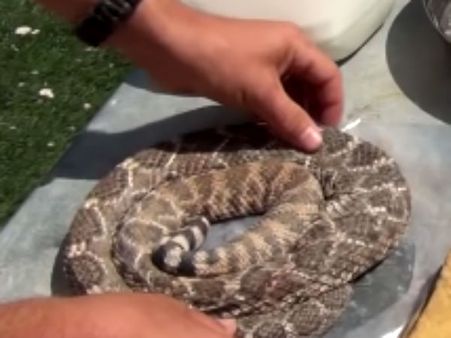 பாம்பு பழி வாங்கும்.. பட், பாம்பையே பழி வாங்கினா எப்படி.. மிரள வைத்த அமெரிக்கர்