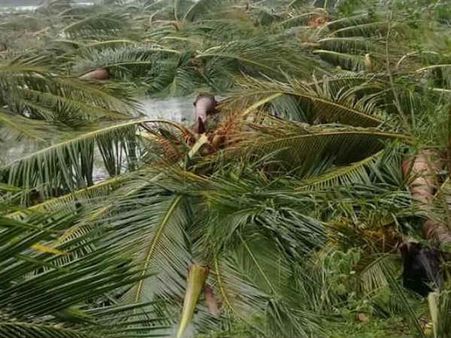 திருத்துறைப்பூண்டியில் சோகம்.. புயலுக்கு எல்லாவற்றையும் பறிகொடுத்த பெண் உடல் நலக்குறைவால் மரணம்