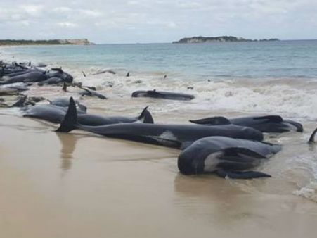 தொடரும் மர்ம மரணம்.. செத்து கரை ஒதுங்கிய 145 திமிங்கலங்கள்.. கடலில் ஏற்படும் திக் மாற்றம்!