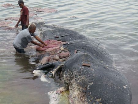 115 டீ கப், 25 பேக்.. இறந்து கரை ஒதுங்கிய ராட்சச திமிங்கலத்தின் வயிற்றில் 6 கிலோ பிளாஸ்டிக்!