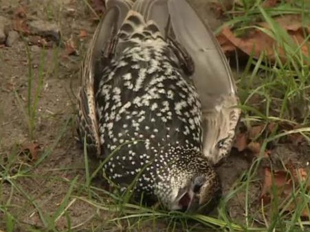 5ஜி சோதனையின்போது ஒரு 2.ஓ.. செத்து மடிந்த ஆயிரக்கணக்கான பறவைகள்.. நெதர்லாந்தில் சோகம்!