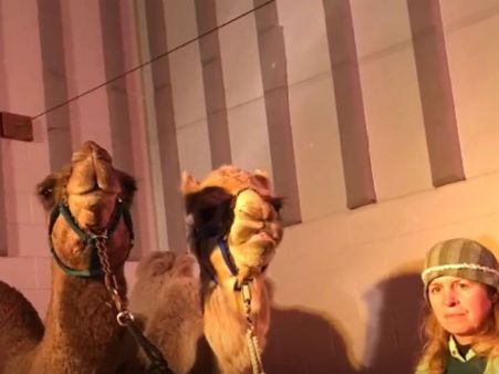 ஓங்கி உயர்ந்த ஒட்டகங்கள்.. ஆடு மாடுகள்.. இயேசு பிறந்தார்... வீடியோ