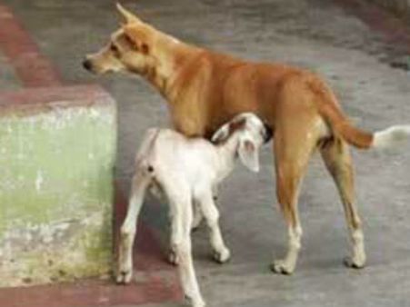 நாய் ஆனாலும் இதுவும் தாய் தானே... அன்னவாசல் அருகே ஒரு நெகிழ்ச்சி கதை