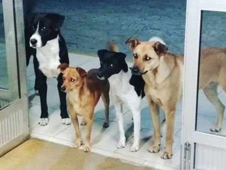 முதலாளி உங்களுக்கு என்னாச்சு.. ஆஸ்பத்திரி வாசலில் கவலையுடன் காத்து கிடந்த 4 நாய்கள்