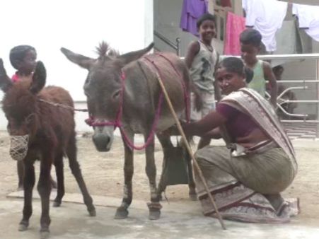 காந்தி குடிச்சது ஆட்டுப் பாலு.. பெரம்பலூர் அக்கா விக்குது கழுதைப் பாலு.. சங்கு 50 ரூபாய்தாண்ணே!