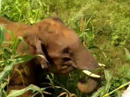 செம ஆக்ரோஷத்தில் அந்த ஒற்றை யானை.. விரட்ட முடியாமல் தவிக்கும் மக்கள்.. வருகிறது கும்கி