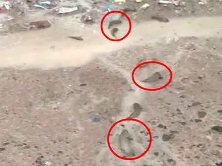 புயலையும் கொடுத்து பொரியலுக்கு மீனையும் கொடுத்த பேய்ட்டி! ஆந்திர மக்கள் லக்கி.. வைரல் வீடியோ