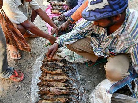 சிக்கன், மட்டனைத் தூக்கிச் சாப்பிட்ட எலி.. கிலோ ரூ. 200க்கு விற்பனை!