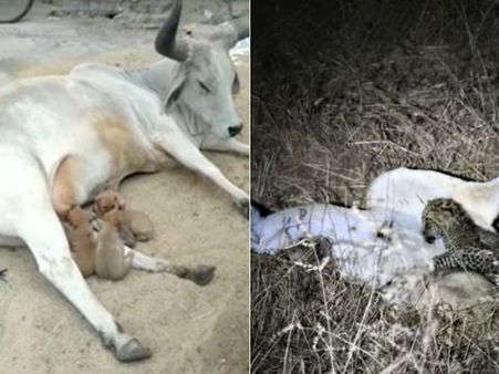 என்னதான் நடக்குது.. சிறுத்தைக்கு பால் கொடுக்கும் சிங்கம்.. நாய்க்குட்டிக்கு பால் கொடுக்குது பசு