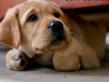 நாய்க்காக சண்டை.. ஜாக்கிங் சென்ற பெண்ணைக் கடித்த உரிமையாளர்!