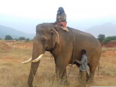 என்னா சேட்டை என்னா சேட்டை.. கோவையை கலக்கிய சின்னத்தம்பி.. வசமாக சிக்கி கொண்டான்!