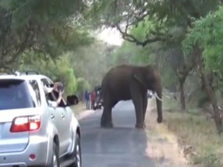 வாகன ஓட்டிகளே... உடுமலை - மூணாறு ரோட்டில் யானைகள் நடமாடுது, கவனம்!