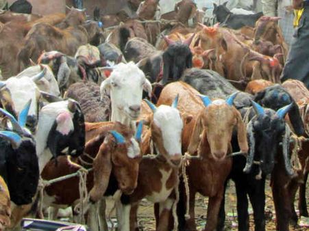 தருமபுரி அருகே ஆடு, மாடுகள் விற்பனை ஜோரு... வியாபாரிகள் ஹேப்பி