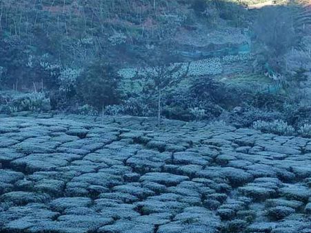 பனி விழும் மலர்வனம்.. ஜொலிக்கிறாள் மலைகளின் அரசி.. நடுநடுங்குகிறது ஊட்டி