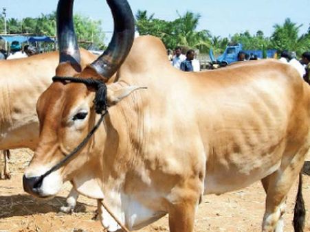 சூரியூரில் ஜல்லிக்கட்டுக்கான ஆயத்த பணிகள் தீவிரம்... காளைகளுக்கு முரட்டு பயிற்சி