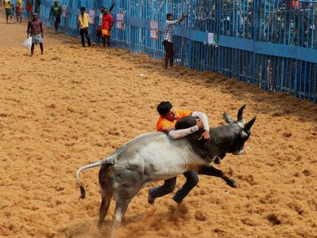 அடேங்கப்பா.. 1,353 காளைகள்.. கின்னஸ் சாதனை படைத்தது விராலிமலை ஜல்லிக்கட்டு!