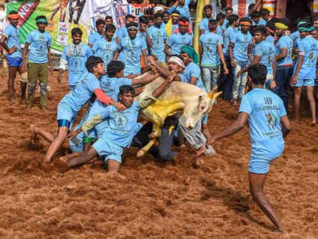 விராலிமலையில் ஜல்லிக்கட்டு... காளை முட்டியதில் இருவர் பலி