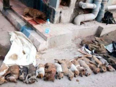 15 நாய்க்குட்டிகளை அடித்தே கொன்று மூட்டை கட்டி போட்ட கொடூரன்.. கொல்கத்தாவில் சைக்கோவின் ஷாக் செயல்