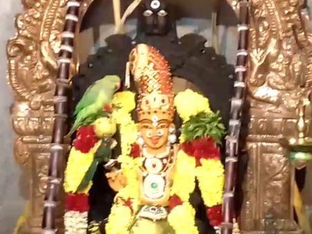 அம்மன் சிலை மீது அமர்ந்து இருக்கும் கிளி.. கோவை பிளேக் மாரியம்மன் கோயிலில் பக்தர்கள் பரவசம்