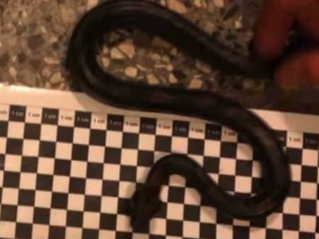 பேண்ட்டிற்குள் மறைத்து உயிருள்ள பாம்பைக் கடத்த முயற்சித்த பயணி.. பிறகு என்ன நடந்தது தெரியுமா?