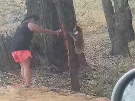 இது லிஸ்ட்டிலேயே இல்லையே.. வாட்டர் பாட்டிலை ஓபன் செய்து தண்ணீர் குடிக்கும் கரடி