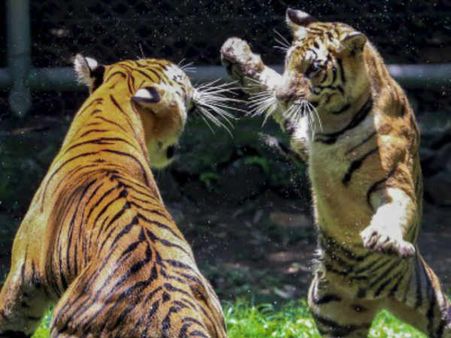 பெண் புலியை கொன்று தின்ற ஆண் புலி.. வன அலுவலர்கள் ஷாக்