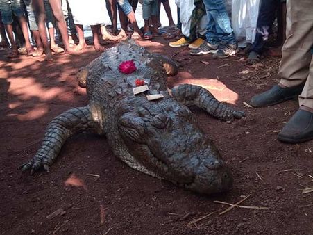 முதலை கண்ணீர்.. முதலை கண்ணீர்னு சொல்வோமே.. அந்த முதலைக்கே கண்ணீர் வடித்த கிராம மக்கள்
