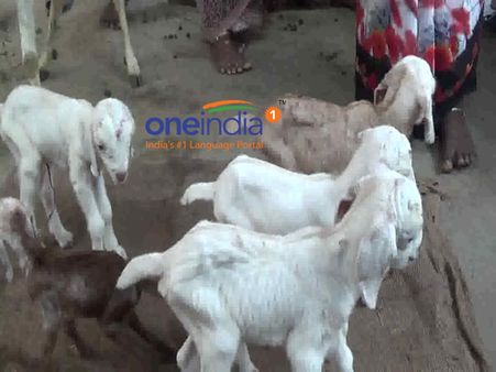 தமிழக பட்ஜெட் 2019: விலையில்லா ஆடு, மாடு வழங்கும் திட்டம் தொடரும்.. அரசு அறிவிப்பு!