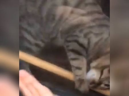 நானா சோம்பேறி.. உலகம் பூராவும் மின்னல் வேகத்தில் வைரலாகி வரும் பூனை