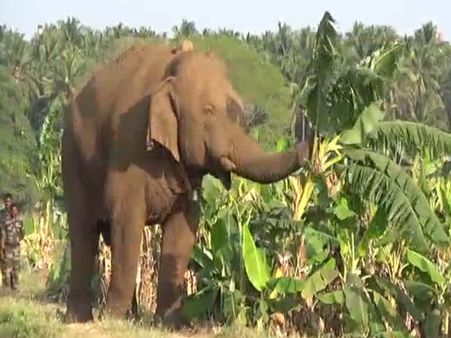 கரும்பு காட்டிலிருந்து யானை வந்தது.. ஆனால் ஆணையை காணோம்.. சின்னத்தம்பியை நாளை பிடிக்க முடிவு